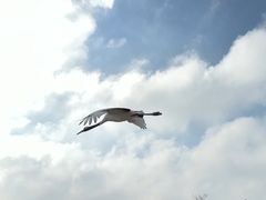 -盐城丹顶鹤湿地生态旅游区