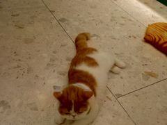 -飞行喵MR PILOT|猫舍·猫咖(静安大融城店)