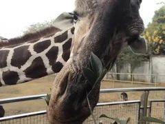 -合肥野生动物园