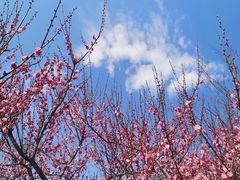 -苏州上方山国家森林公园