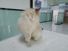 -嘉馨宠物医院·CT影像转诊·心脏科·犬猫全科诊疗中心(下沙大学城院区)