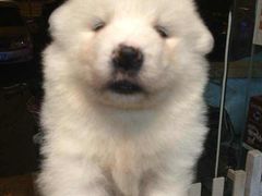 -狗舍宠物医院(四季商业广场店)