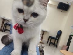 -鼓捣猫呢主题猫咖店