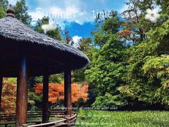 -上海共青森林公园