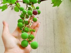 -新兴园饺子馆(北京百子湾店)