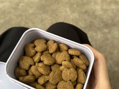 -柴犬高等学院·狗咖·柴犬售卖·宠物训练