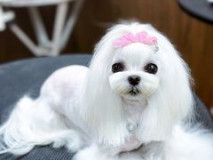 -鑫艺宠物美容培训学校