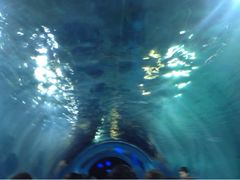 upload_pic-常州海昌海洋探索馆