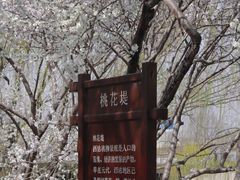 -桃花堤公园