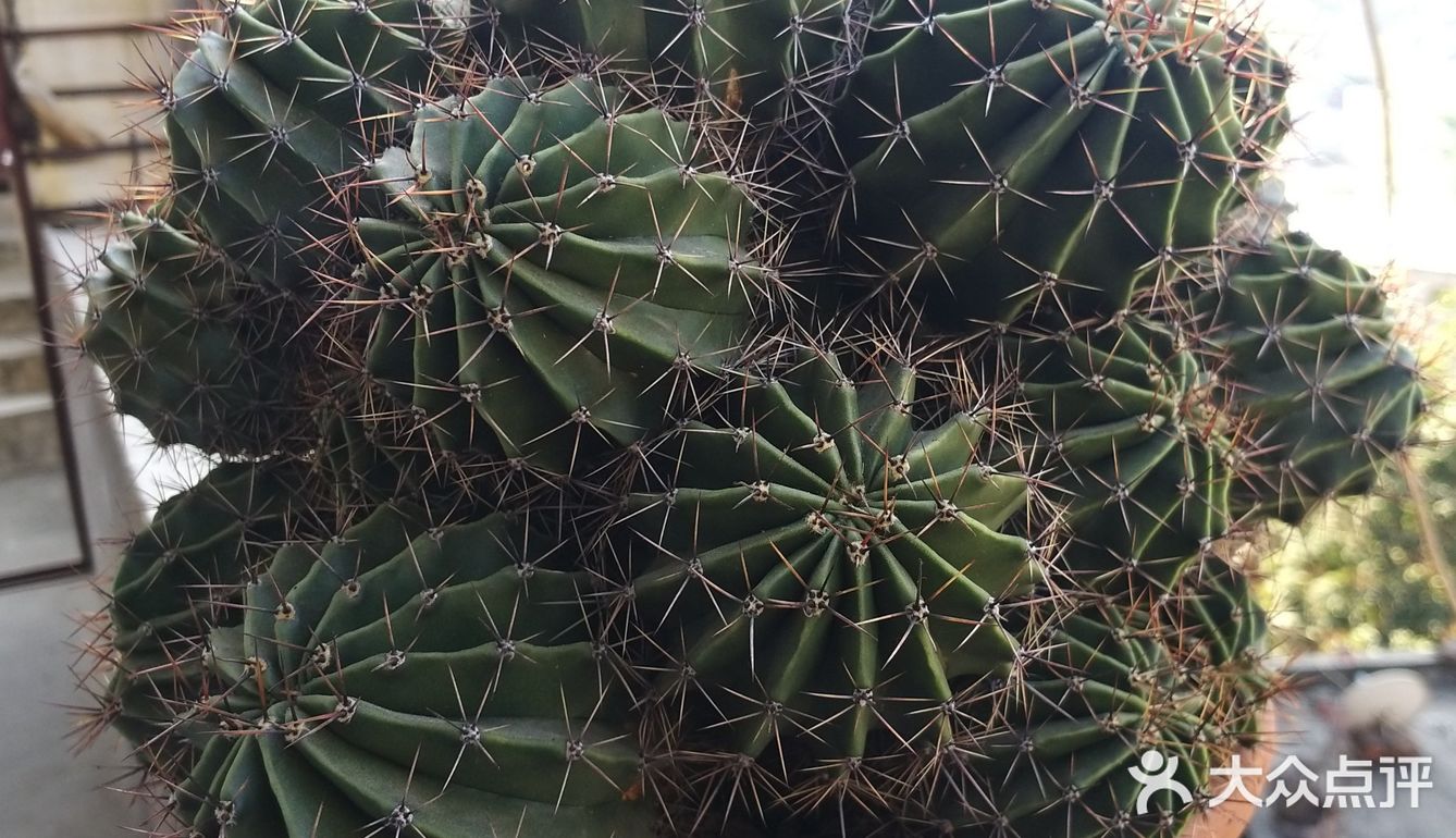 中医叫它天鹅蛋调皮