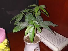 -秦云老太婆摊摊面(磁器口店)