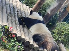 -大连森林动物园