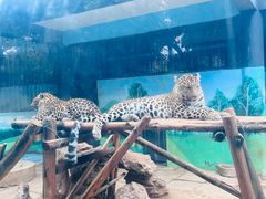 -昆明动物园