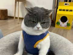 -柴迷FANS CLUB·柴犬狗咖·猫咖