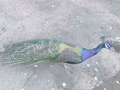 -常州淹城野生动物世界