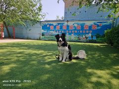 -宠物寄养训练学校