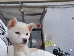 -宠爱国际动物医院·疑难骨科·心肾内科·皮肤科(太阳宫店)