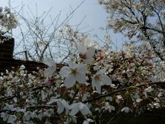 -樱花山风景区