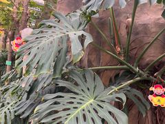 -南宫五洲植物乐园