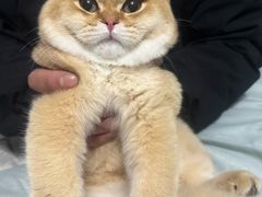 -小呆的宠物店·宠物售卖·宠物寄养(城西店)