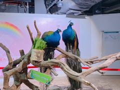 -正佳雨林生态植物园