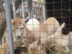 -意大利农场度假村