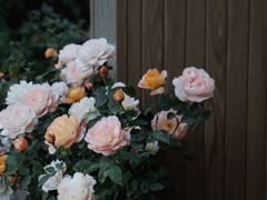 -艾溪湖湿地公园