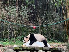 -广州长隆野生动物世界