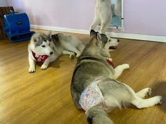 -Husky Go! 哈士奇体验馆·宠物咖啡厅狗咖