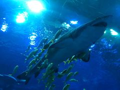 -成都浩海立方海洋公园