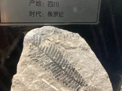 -国家自然博物馆