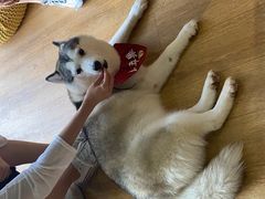 -Husky Go! 哈士奇体验馆·宠物咖啡厅狗咖