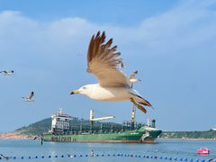 -海驴岛(荣成市)