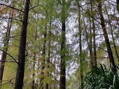 -深圳仙湖植物园