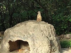 -上海野生动物园