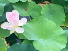 -莲花池公园