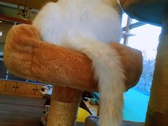 -猫的茶·猫咖