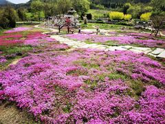 -棒棰岛宾馆景区