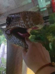 点击看大图 -恐龙探索乐园(磁器口店)