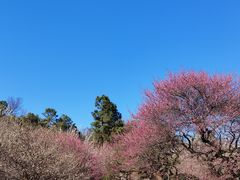 -杭州植物园