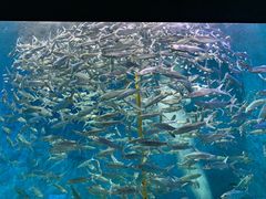 -成都浩海立方海洋公园