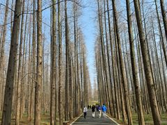 -东平国家森林公园