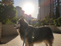 -瑞派·关忠动物医院·异宠专科·犬猫肿瘤·皮肤专科(望京店)