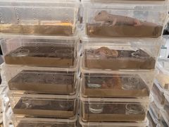 -酷以爬仙阁实体爬宠店·守宫·蜥蜴·专业繁育