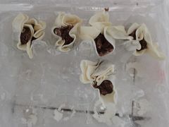 -真真鲜馄饨店(启蒙路店)