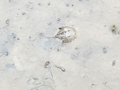 -北海金海湾红树林生态旅游区