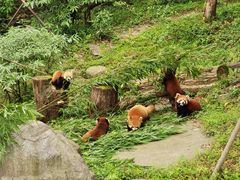-都江堰中华大熊猫苑