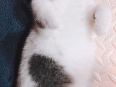 -喵zoo家庭繁育猫舍(尖东智能花园店)