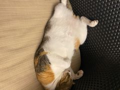 -立德动物医院·24小时中心(番禺区院区)