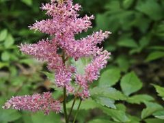 -上海滨江森林公园